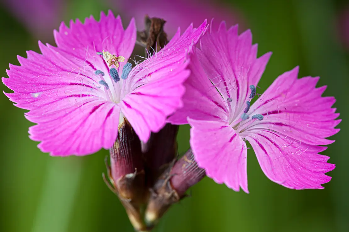 Gewöhnliche Kartäusernelke (Dianthus carthusianorum)